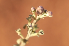 Pterocaulon sphacelatum