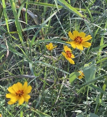 Thelesperma simplicifolium