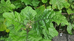 Solanum stramoniifolium