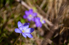 Hepatica nobilis