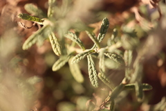 Pterocaulon sphacelatum