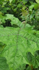 Solanum stramoniifolium