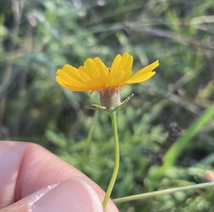 Thelesperma simplicifolium