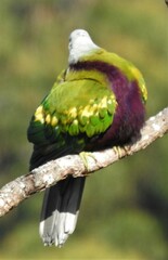 Ptilinopus magnificus