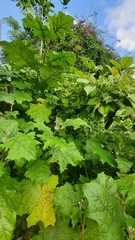 Solanum stramoniifolium