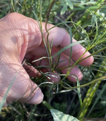 Thelesperma simplicifolium