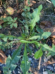 Cichorieae