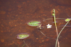 Nymphoides cordata
