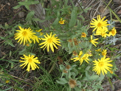 Heterotheca villosa