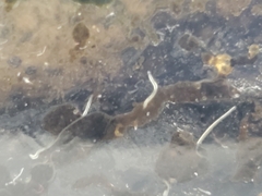 Enchytraeidae