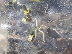 Enchytraeidae