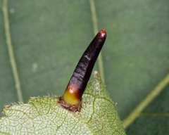 Caryomyia subulata