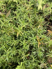 Proserpinaca palustris