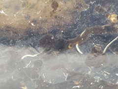 Enchytraeidae