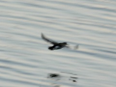 Charadriiformes