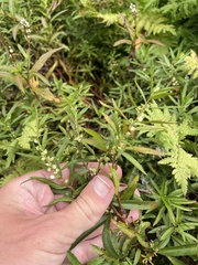 Proserpinaca palustris