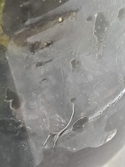 Enchytraeidae