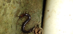 Scolopendridae