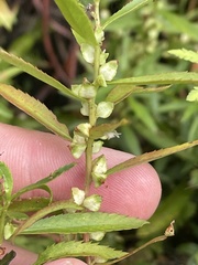 Proserpinaca palustris