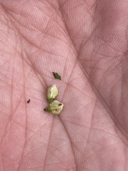 Proserpinaca palustris