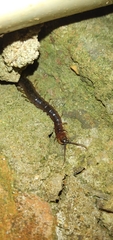 Scolopendridae