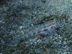 Gnatholepis cauerensis