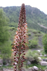 Eremurus regelii