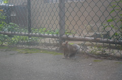 Sciurus carolinensis
