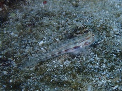 Gnatholepis cauerensis