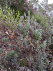 Adenanthos