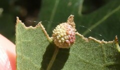 Acraspis quercushirta