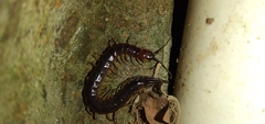 Scolopendridae