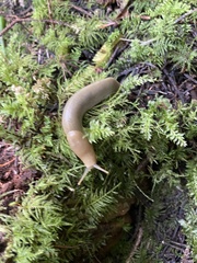 Ariolimax columbianus