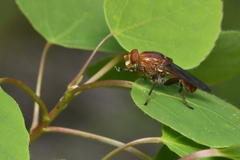 Hammerschmidtia rufa