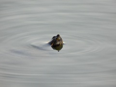 Pseudemys concinna concinna