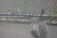 Sciurus carolinensis