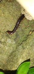 Scolopendridae