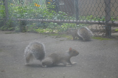 Sciurus carolinensis