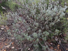 Adenanthos