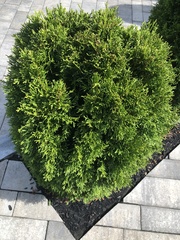 Cupressaceae