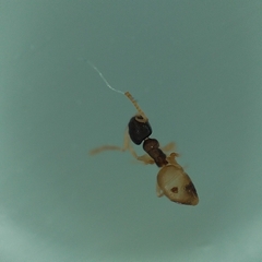 Tapinoma melanocephalum