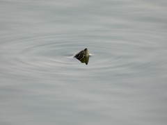 Pseudemys concinna concinna