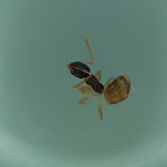 Tapinoma melanocephalum