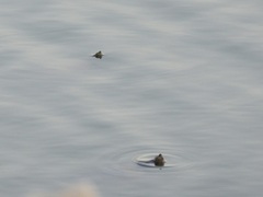 Pseudemys concinna concinna