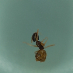 Tapinoma melanocephalum