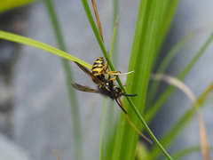 Vespula alascensis