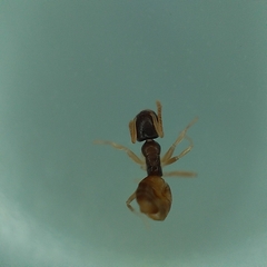 Tapinoma melanocephalum