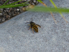 Vespula alascensis
