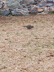 Columbina inca
