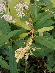 Cuscuta gronovii
